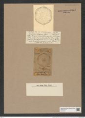 Stictodiscus hexagonus Castrac. (de-Toni-Nr.: Genus 205, Species 5262) Zeichnungen Sammlung Grunow Nr. 9055 (NHMW-BOT-W0378794)
